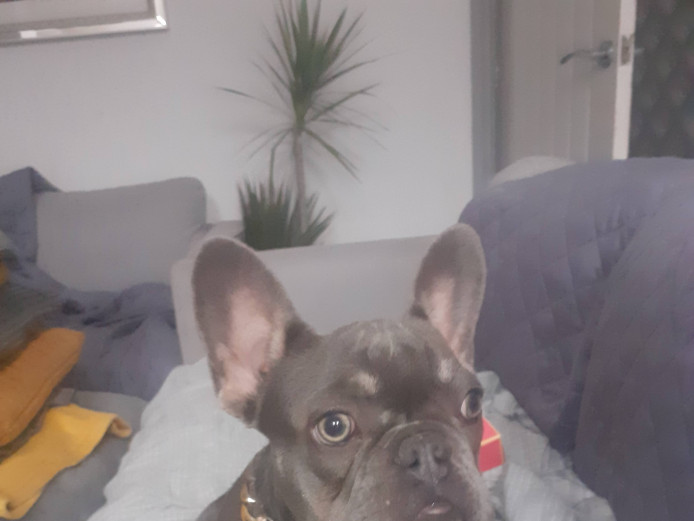 Blue French Bulldog Male Puppy