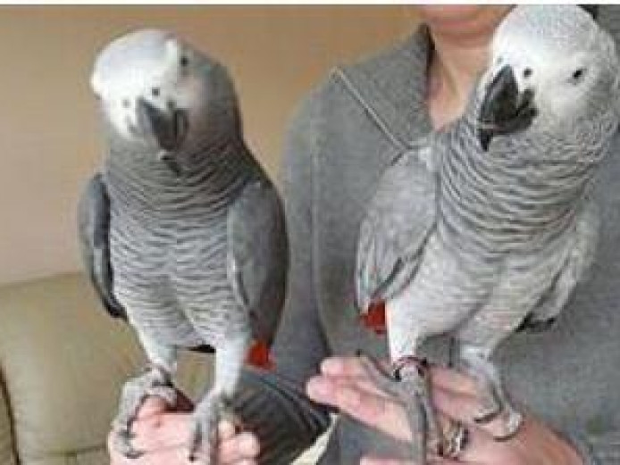 Pair African Grey For Adoption