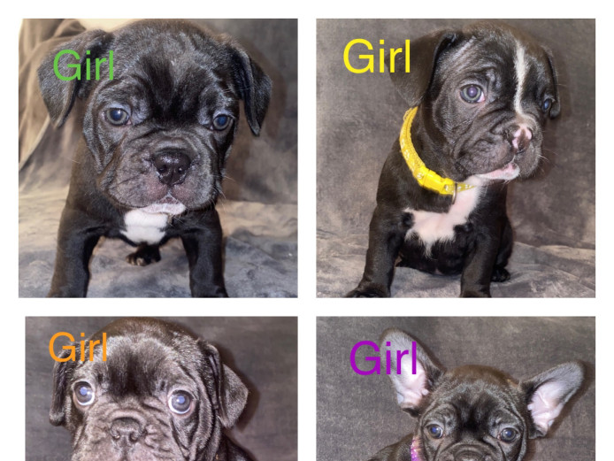 French bulldog puppies 