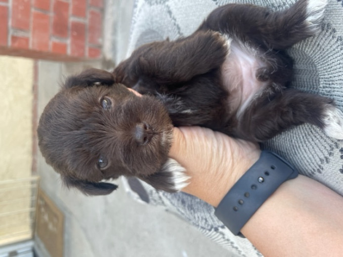 Beautiful Mini Schnauzers