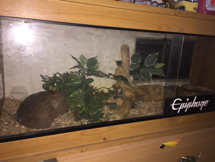 TAME CORN SNAKE WITH FULL VIV AND HEAT MATT