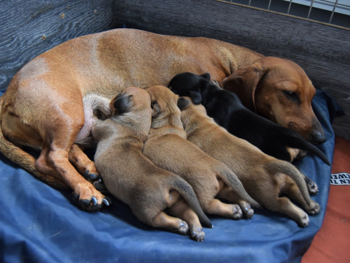 Healthy Red smooth miniature dachshund boys. 2 available. Norwich