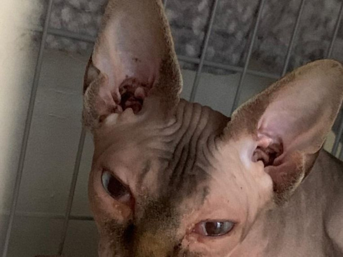 Lovely Sphynx Kittens Available.