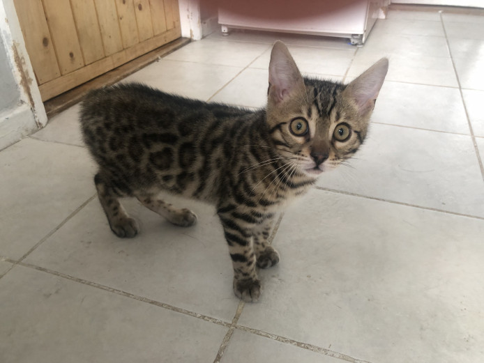Handsome Bengal boy! 