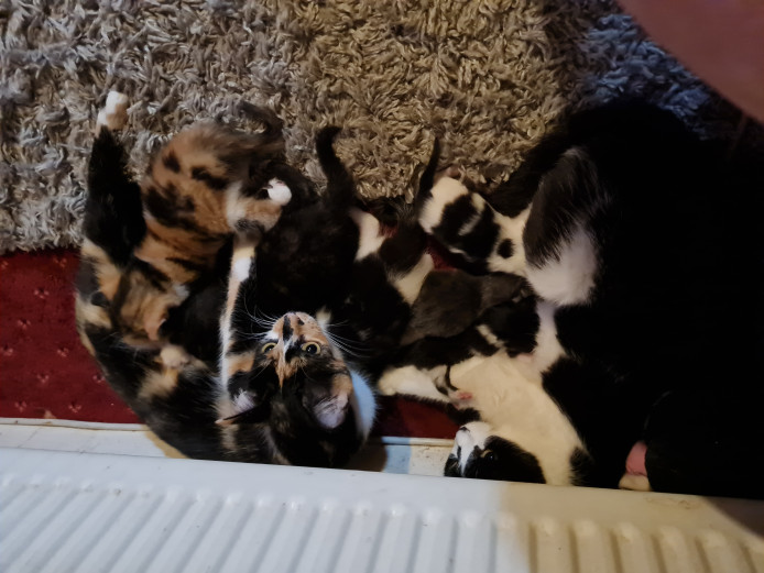 Beautiful kittens ready soon