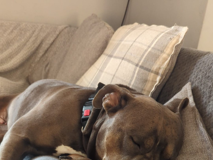 XL Bully Bitch 24 months 