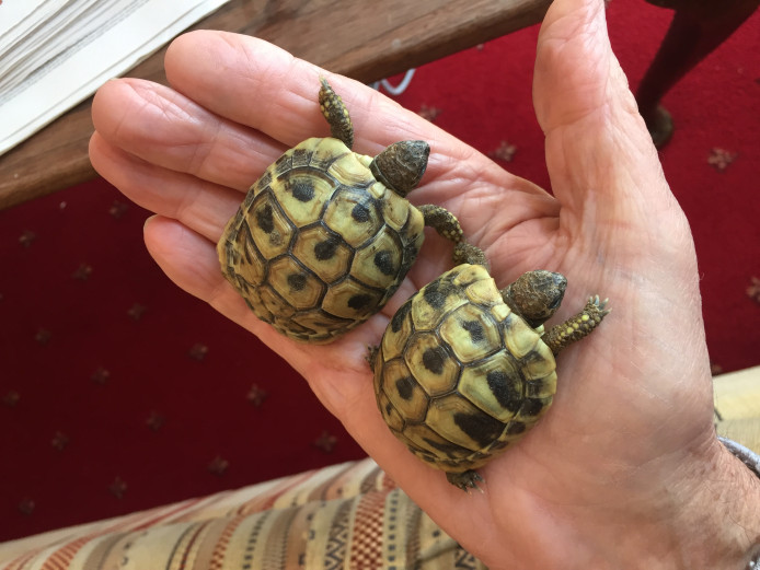 Hermanns Tortoises