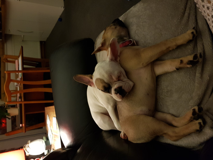 Two Beautiful Frenchies need