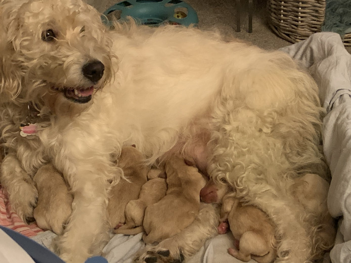 Labradoodle puppies 