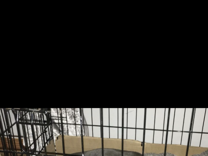 Beautiful Litter Of Blue Staffordshire Puppies