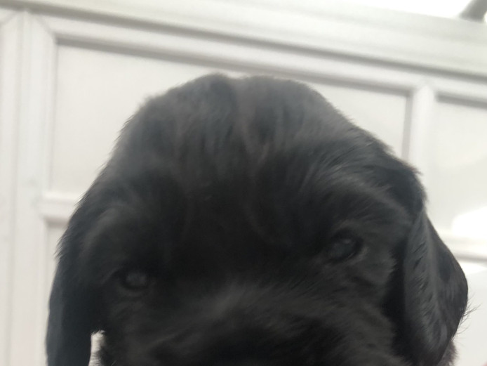Cocker spaniel puppies 