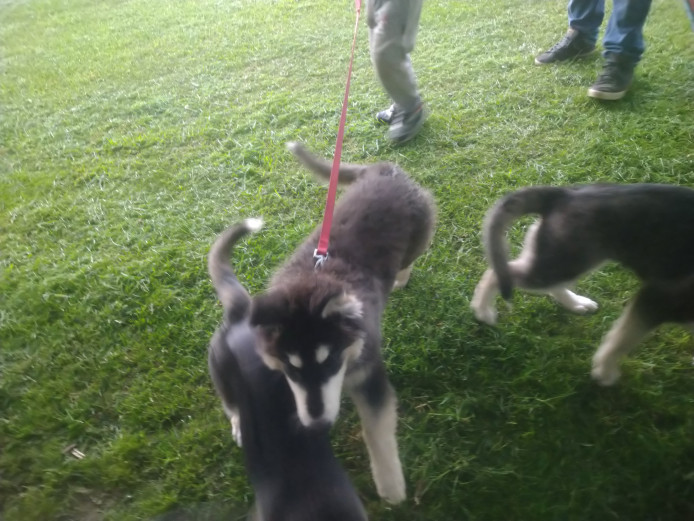 Charms and kodas pups