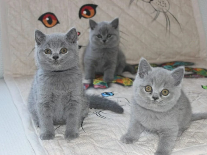 Amazing British Shorthair Kittens 