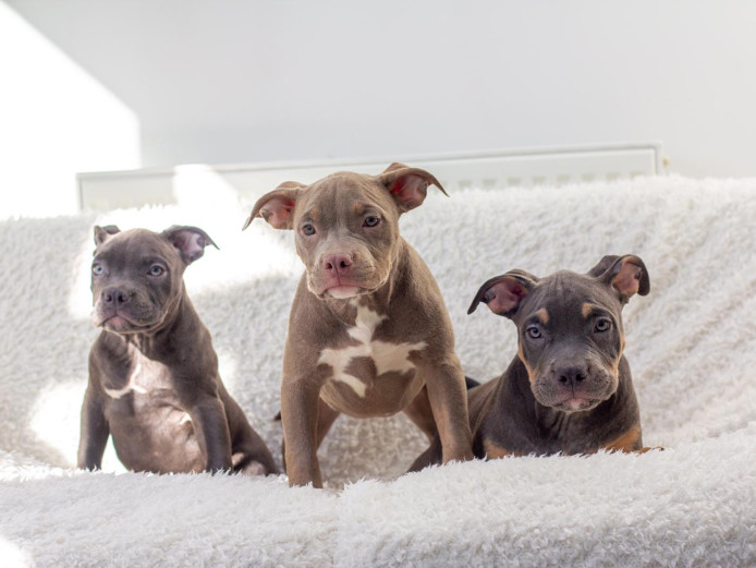 1MALE 2FEMALES AMERICAN BULLYS AVAILABLE 