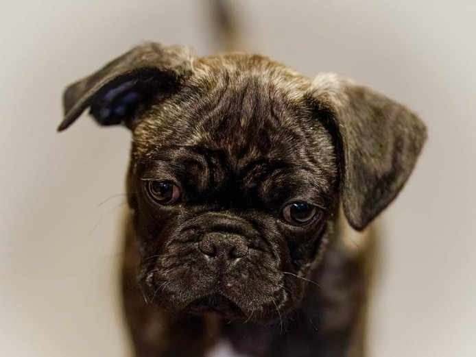 French Bulldog x Pug  Frug