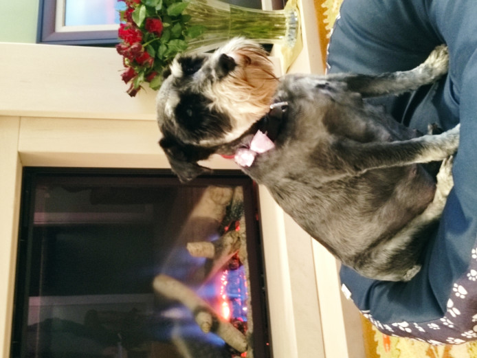 Spirited KC registered Miniature Schnauzer puppies