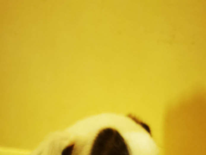 3 month old poodle cross