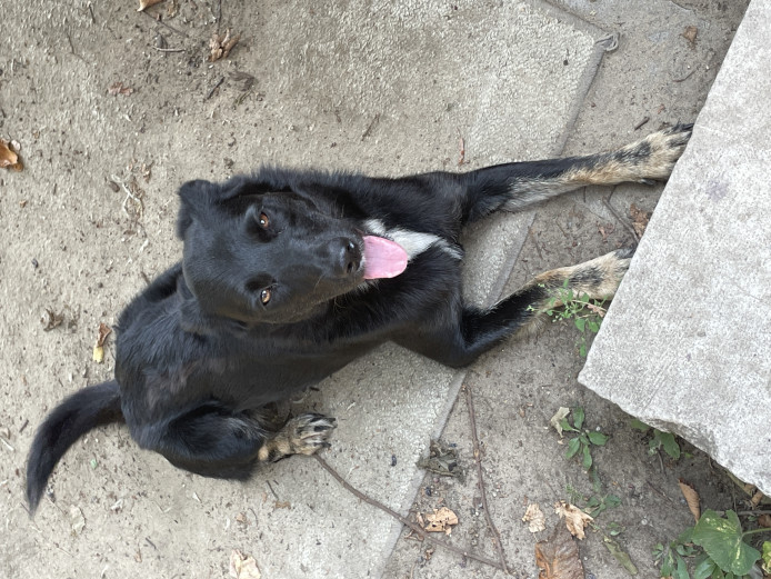 HI! My name is Bella and I’m For Sale,  I will be two September 27th i listen well i can roll, sit , give pawn, and i love to play fetch i am loyal, gentle, kind, and intelligent. 