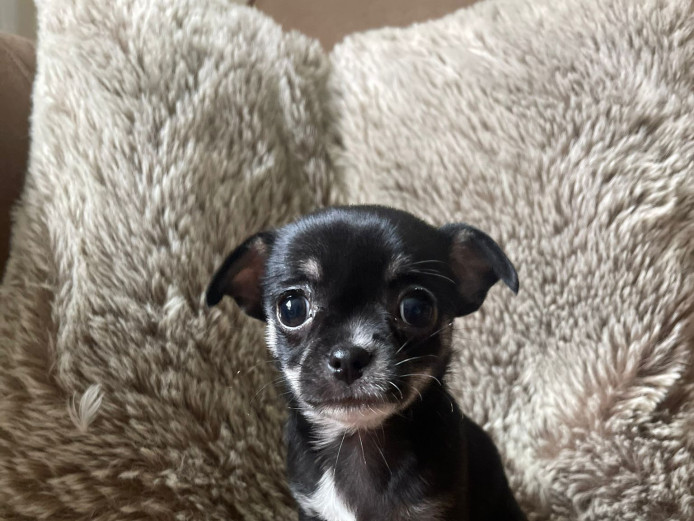 Beautiful Chihuahua Puppy