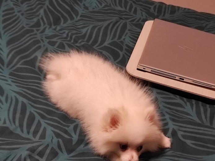 selling a small puppy