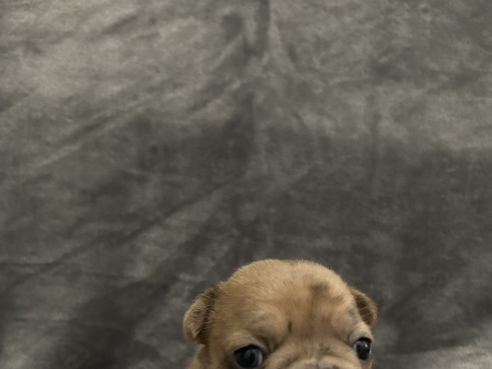 Frenchies 
