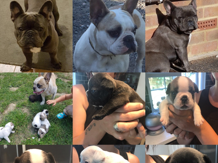 French bulldog puppies 