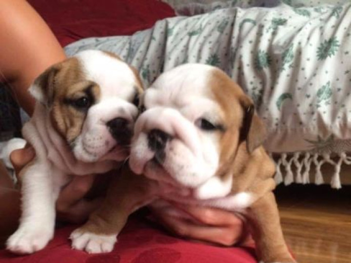British Bulldog KC registered Puppies