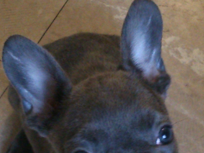 French bulldog puppies