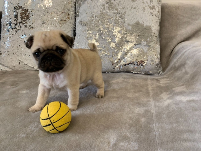 Super Cute Black and Fawn Kc Pug Puppies For Sale Pug for Sale Near Me