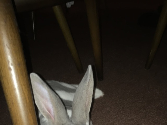 Loving and caring rex rabbit 