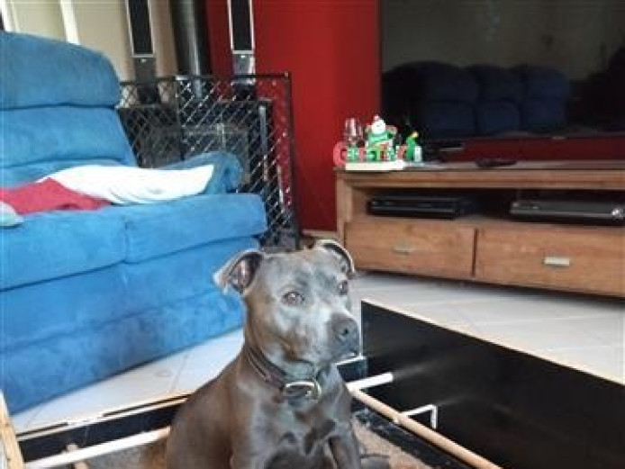 Blue Staffordshire Bull Terrier Puppies