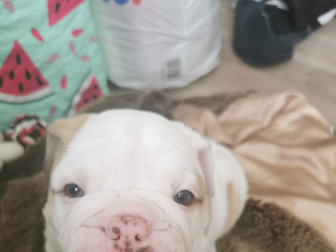 Beautiful English X American Bulldog Puppies