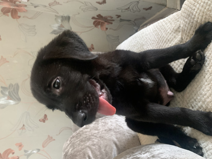 Labrador puppy