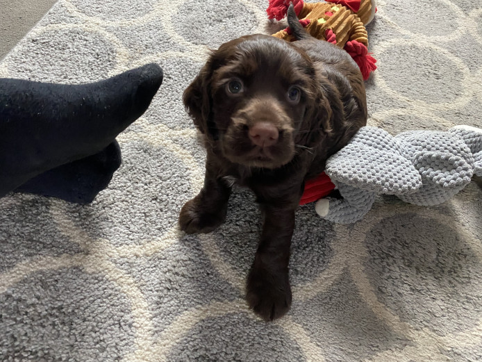 Male chocolate cocker spaniel 
