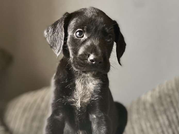 POINTERS X COCKER PUPPIES READY NOW