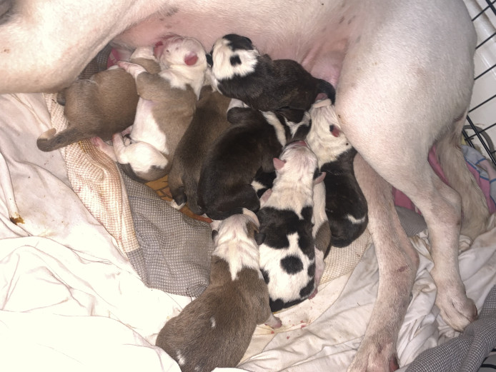 American bulldog cross puppies