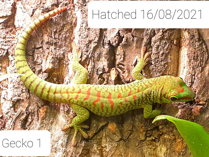 Giant Day Gecko Juveniles (phelsuma grandis)