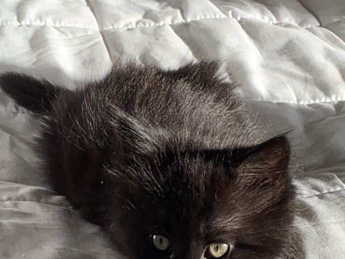 Lovely kittens looking for a nice home.