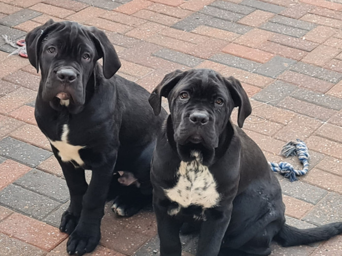 Large Female Cane Corso Puppy