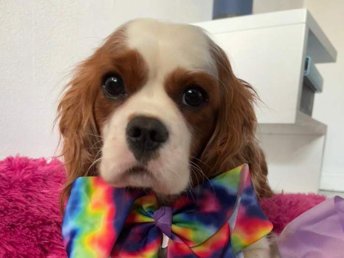 Pedigree Cavalier King Charles Spaniel Puppies due 22/03/2022