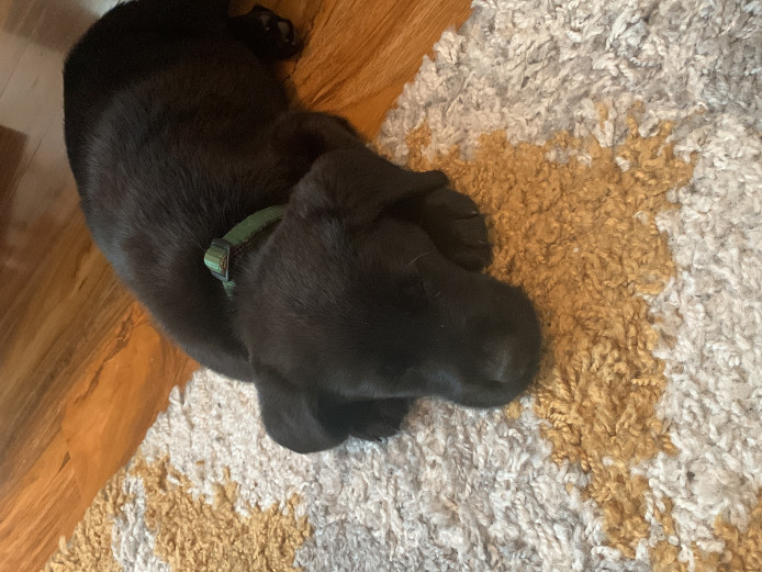 Labrador Puppy