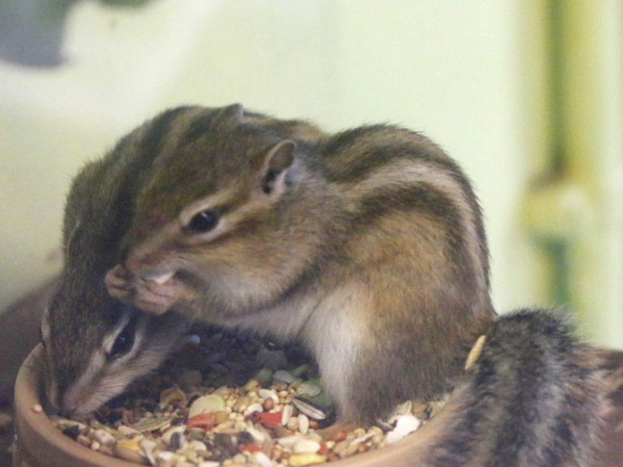 Male ad Female Siberian Chipmunks Babies