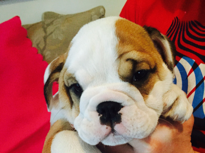 British bulldog puppies