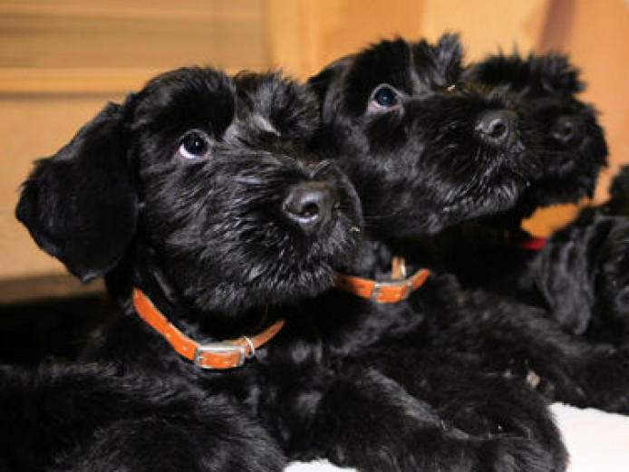 Black Giant Schnauzer Litter