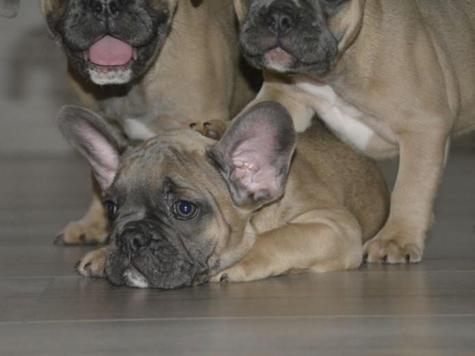 French Bulldog fawn/blue