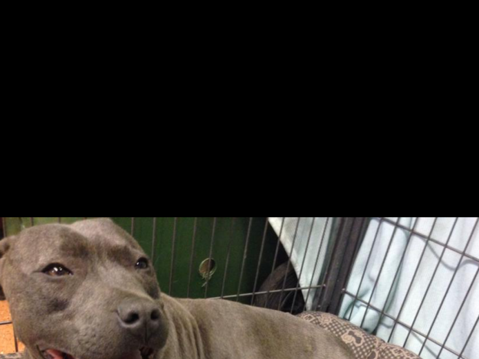 Staffordshire bull terrier puppies ready for new home