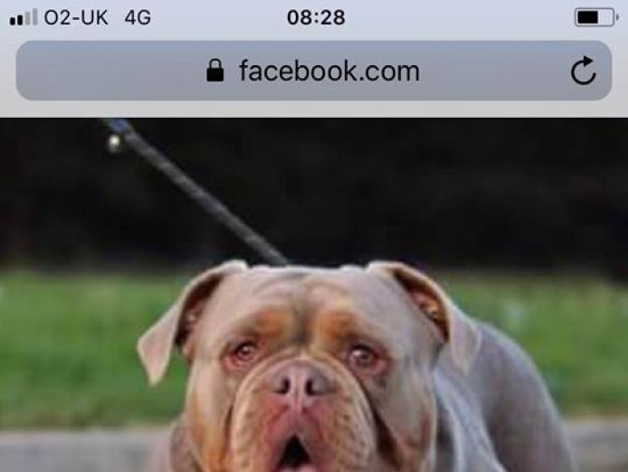 old english bull dog for sale 