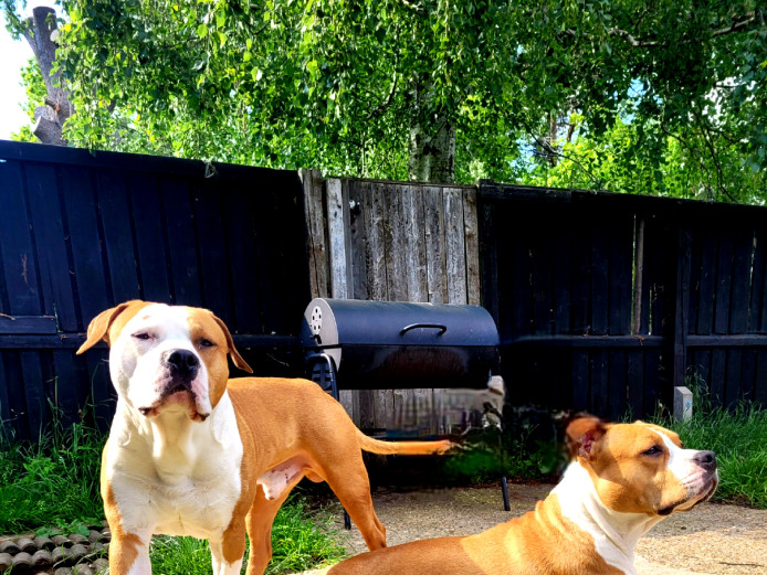 Pure breed Am. Staffy 