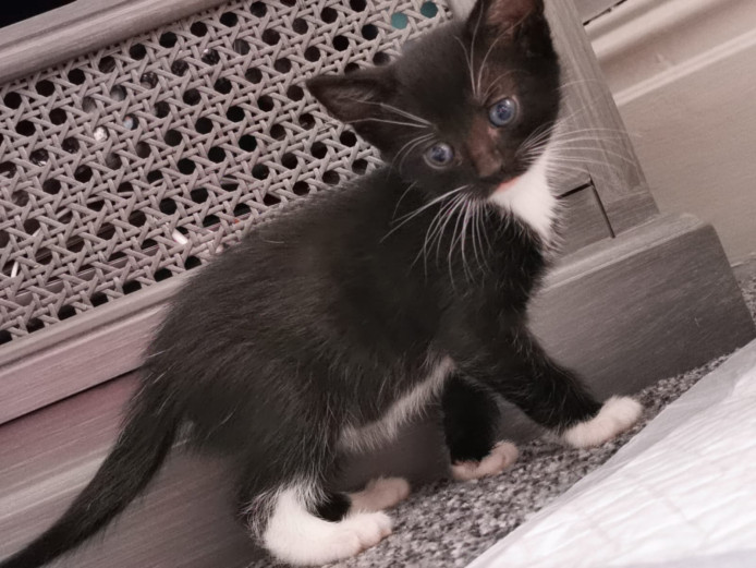3 Beautiful kittens ready to leave 