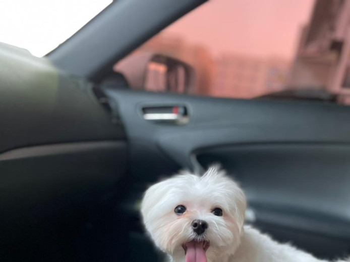 maltese puppy for sale 